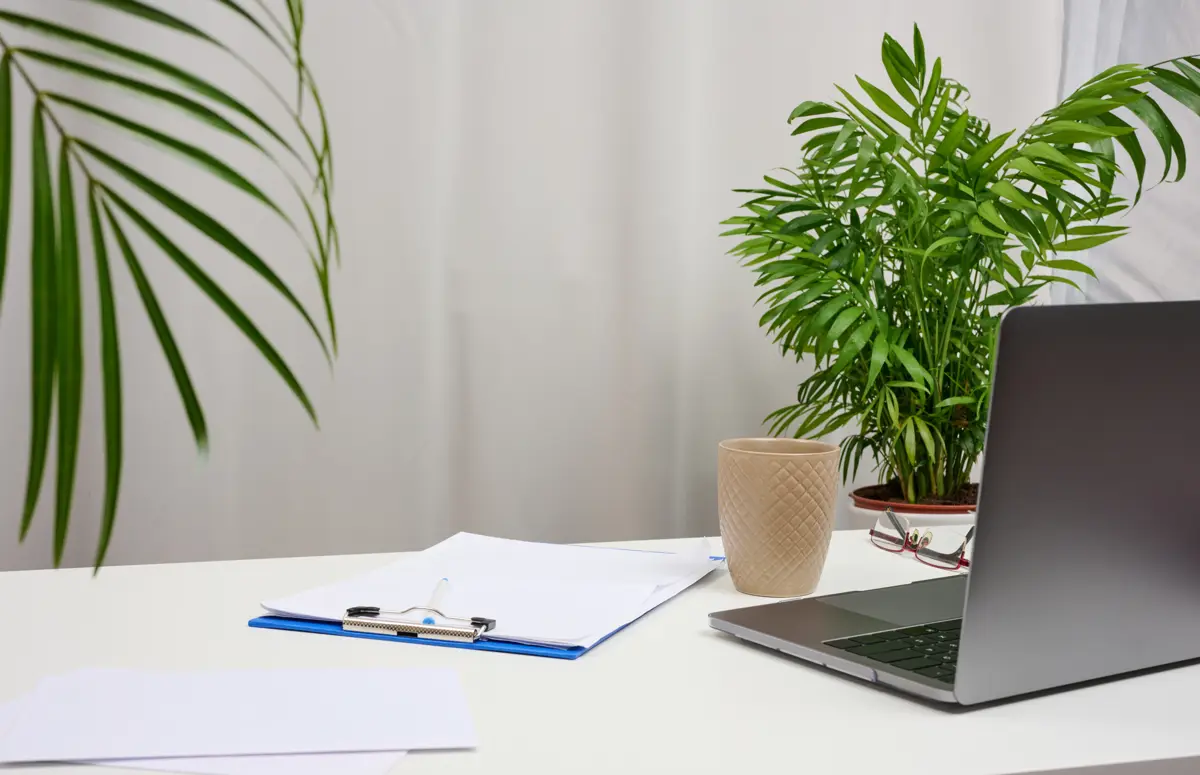 Bright office with plants